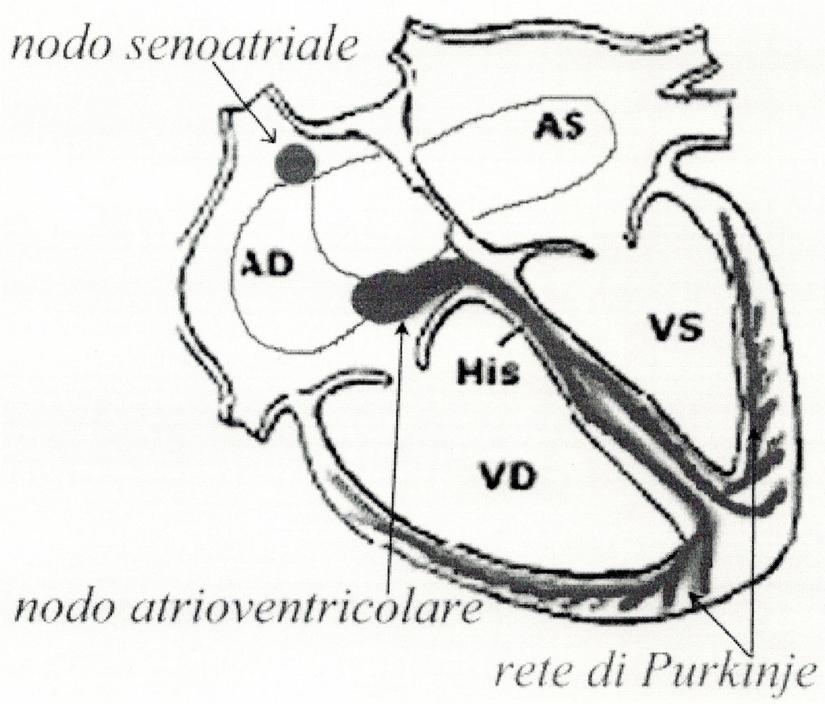 Altre fibre attraversano la muscolatura da un atrio all altro, lungo il setto e risalgono la parete ventricolare.