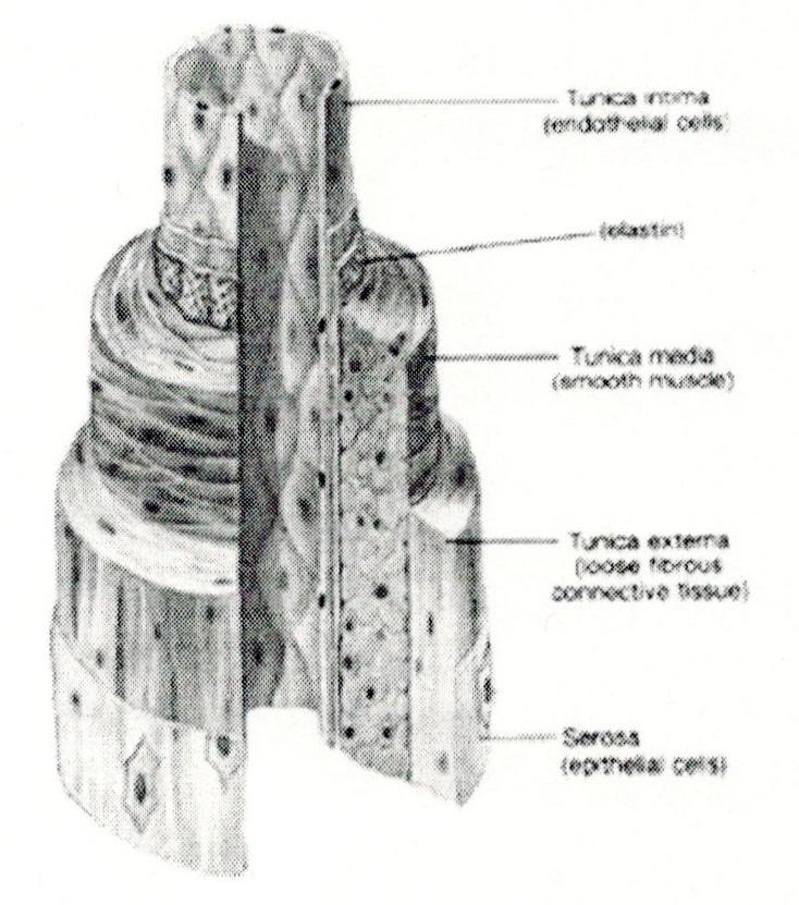 Arterie, capillari e vene Introduzione Il sangue, negli esseri umani e nei vertebrati, circola in vasi sanguigni chiusi e compie una serie di giri partendo dal cuore e ritornando al cuore.