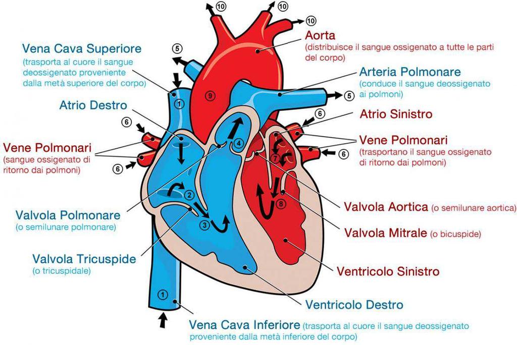 Classificazione - fisiopatologia IPOAFFLUSSO POLMONARE StePo, TOF CHD complesse con ostruzione efflusso dx OSTRUZIONE EFFLUSSO SIN SteAo,