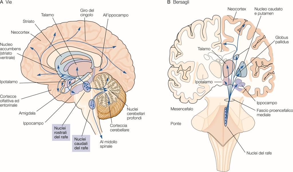 Disturbi dell umore: depressione Figura 63-5 Il principale sistema