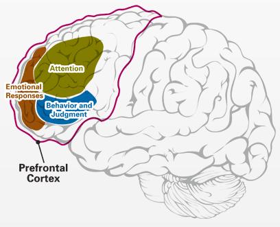 prefrontale