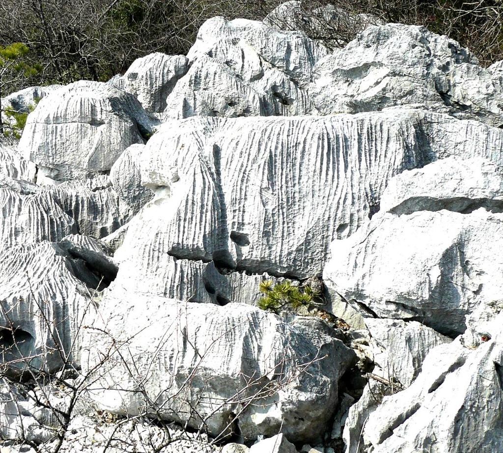 Nella Provincia di TRIESTE troviamo due tipi di rocce caratteristiche il FLYSH e il CALCARE