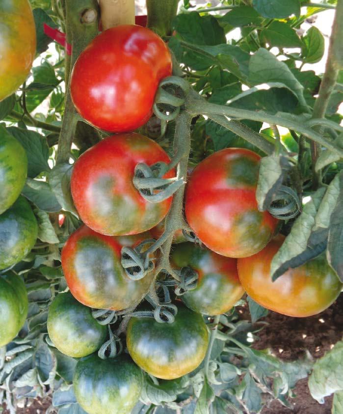 Pomodoro indeterminato (alto) SPECIALITà 4459 Sardos F.1 Ibrido per raccolta a frutto singolo invaiato, a ciclo precoce.
