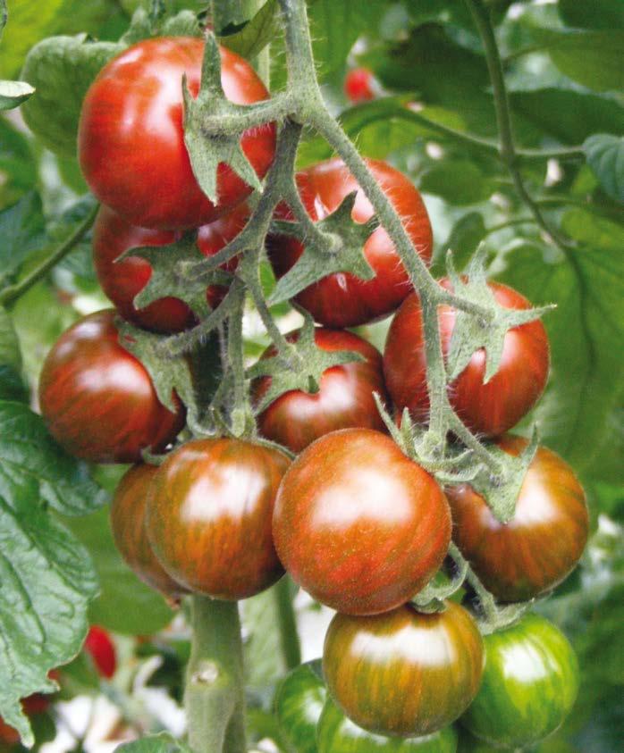 Ogni palco presenta 4 frutti di uguale calibro e del peso di 120-140g, sodi e resistenti alle spaccature. Il colore è molto scuro ed il gusto davvero intenso. (HR) ToMV / Fol:0,1 / Va / Vd.