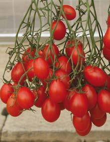 I frutti hanno la tipica forma del San Marzano, ma sono molto più piccoli; il peso infatti varia da 35 a 40 g ed hanno un colore rosso brillante.