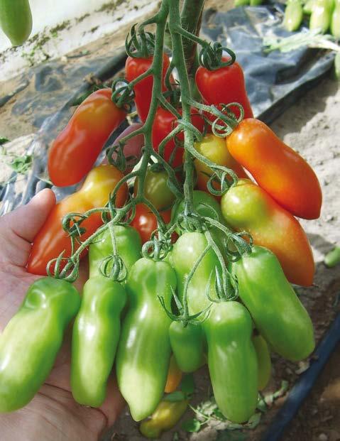 1 Minidatterino a pianta indeterminata, mediamente vigorosa. Produce moltissimi frutti su rachide palmato, di ottimo sapore e colore.