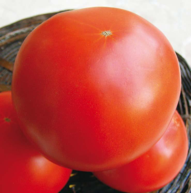 Pomodoro determinato (nano) INSALATARO OVALE 4418 Berosso F.