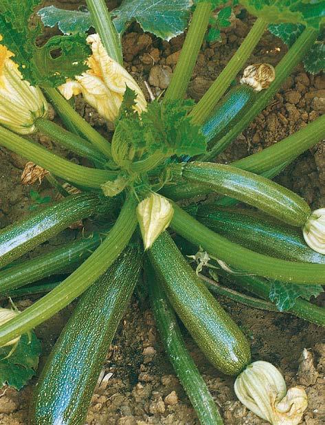 Zucchino scuro Zucchino chiaro 5610 Diamant F.1 La più popolare varietà di zucchino a pianta contenuta, eretta, con fogliame coprente.