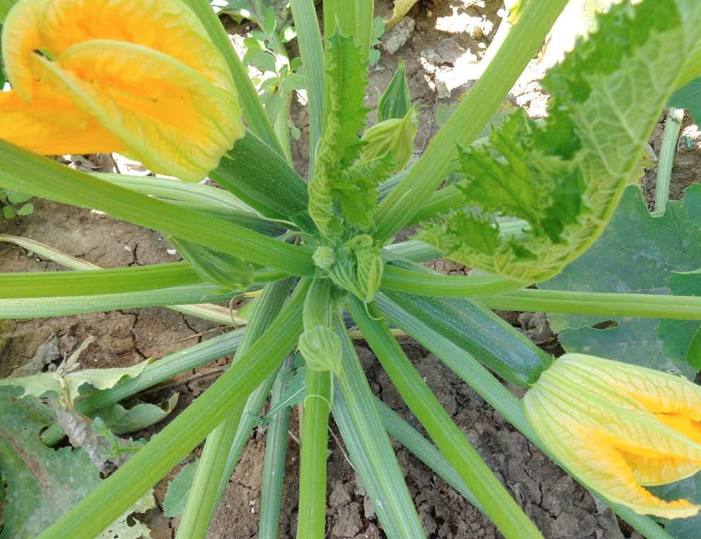 1 * Ibrido precoce dal caratteristico accrescimento ad alberello.