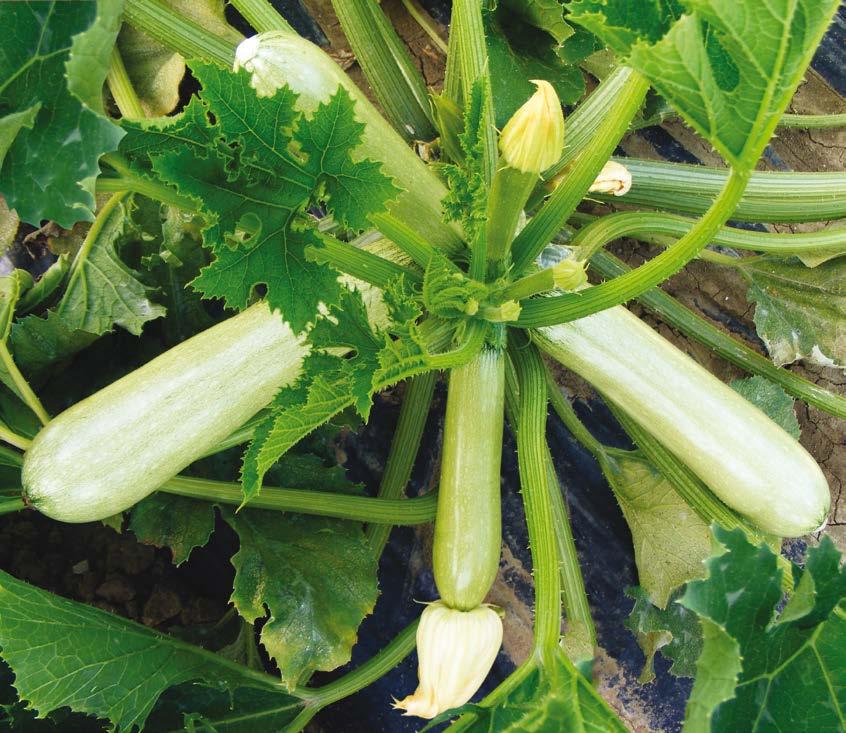 Zucchino chiaro Zucchino romanesco 5516 Claro F1 Ibrido del tipo genovese con pianta piuttosto contenuta, ma comunque vigorosa e dal portamento eretto.