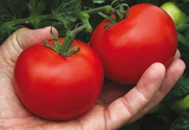 Pianta robusta, compatta alta 40 cm, produce diversi grappoli di pomodoro del peso medio di 70-80g di