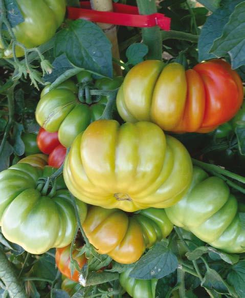 Pomodoro indet. (alto) Costoluto Cuore di bue classico 4635 Costoluto Fiorentino sel.