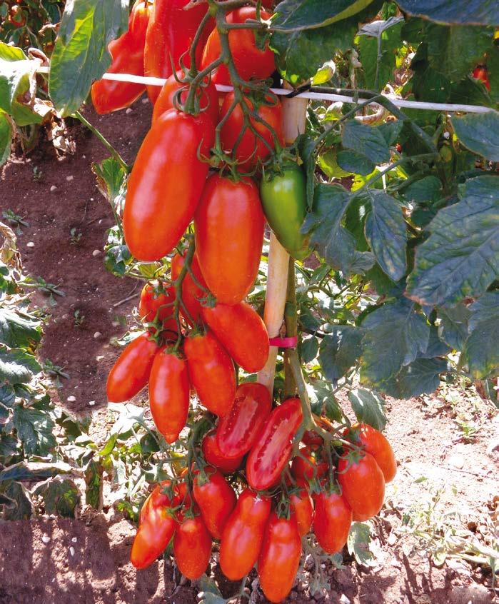 Pomodoro indeterminato (alto) San Marzano 4404 Italico F.1 Ibrido di S.Marzano per raccolta a frutto singolo invaiato o a grappolo rosso. Ciclo medio precoce, per produzioni in serra e pieno campo.