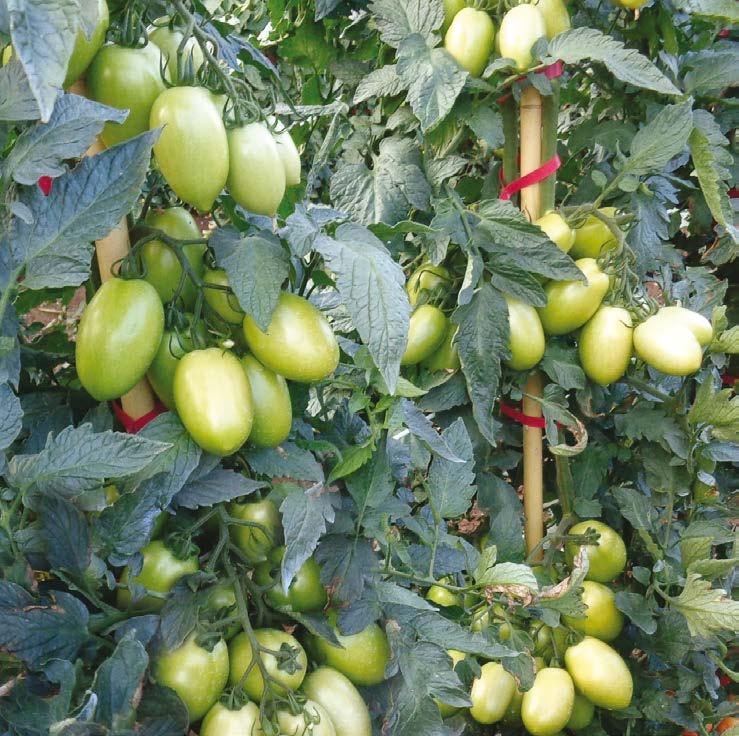 4650 Scatolone 2 Ottimo pomodoro da mercato, non molto pieno. La pianta, robusta e produttiva, è indeterminata.