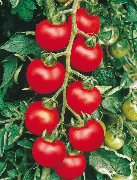 I frutti sono tondi, duri, del peso medio di 35-40g, di colore rosso intenso a maturazione. Sapore gradevole.