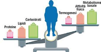 eccesso si accumula sotto forma di grassi nel tessuto adiposo e determina l