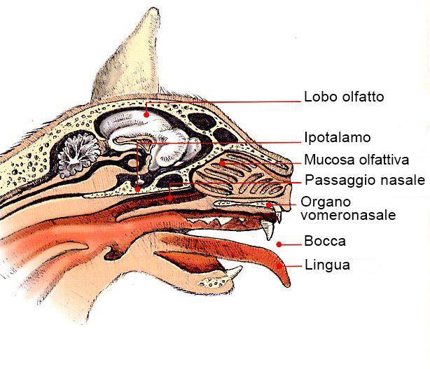 Anatomia e