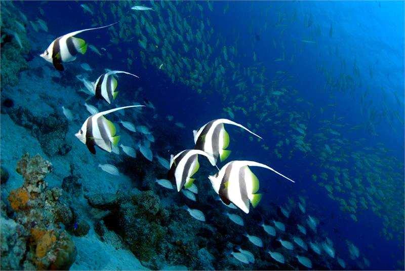 Le acque che circondano l isola fanno anche la felicità degli amanti dello snorkeling, che in questo punto possono ammirare e nuotare assieme a pesci