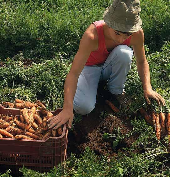 GUSTO Laboratorio artigianale per osservare come si producono tinture madri, oleoliti e oli essenziali Passeggiata negli orti biologici