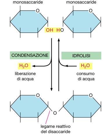 MONOSACCARIDI I monosaccaridi sono l unità fondamentale dei glucidi, cioè la molecola che non può essere scomposta in molecole più semplici, ma è la molecola dai cui partono tutti i glucidi.