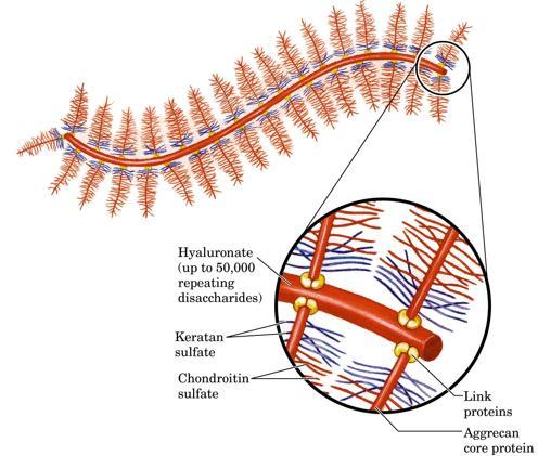 - Condroitin 4-solfato: D-glucuronato e N-acetilgalattosammina 4-solfato: legame glicosidico β 1-3. Il condroitin 4-solfato è presente nella matrice extracellulare.