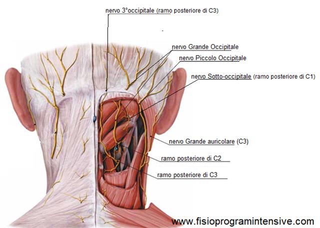 Nevralgia di Arnold o nevralgia occipitale -Cefalea occipitale da irritazione dei nervi grande e