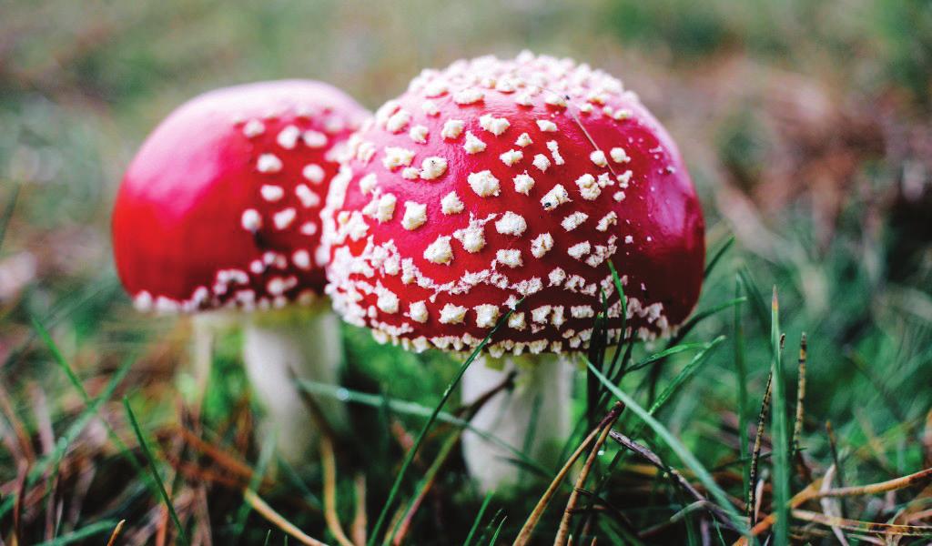 funghi e sicurezza consumare funghi Breve guida alla prevenzione delle intossicazioni micologiche.