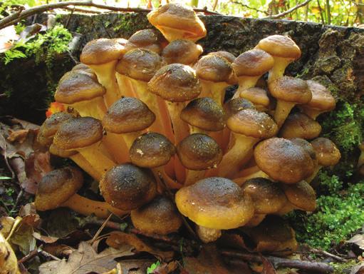Non è vero che tutti i funghi che crescono sugli alberi non sono tossici; 2. Non è vero che sono buoni se sono stati mangiati da parassiti; 3.