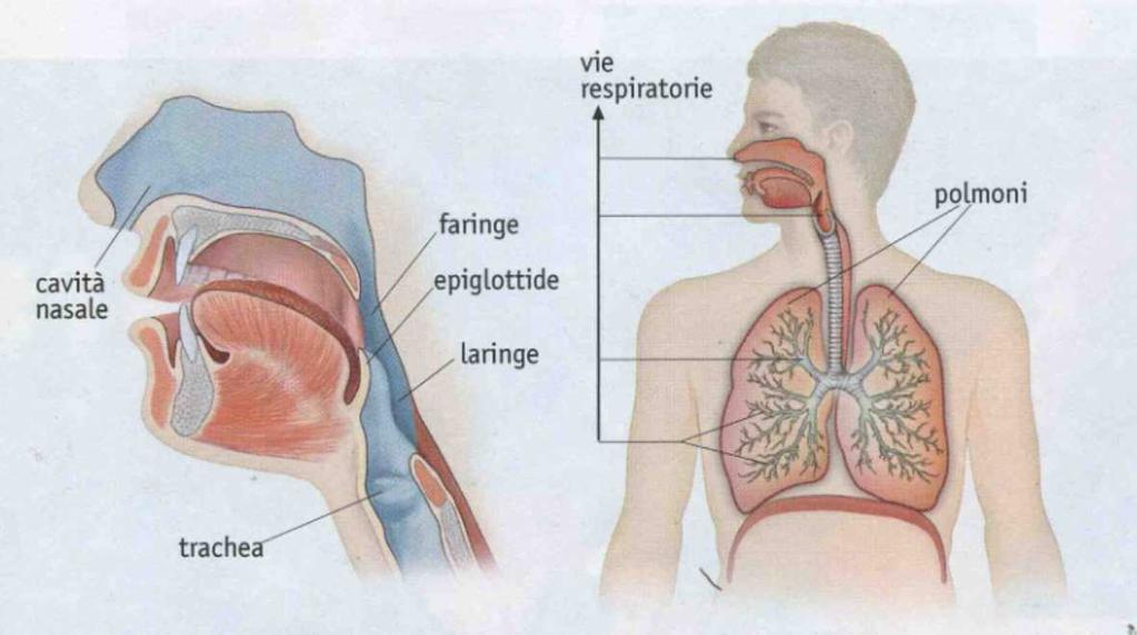 Le cavità nasali, insieme alla bocca, rappresentano le vie respiratorie esterne.