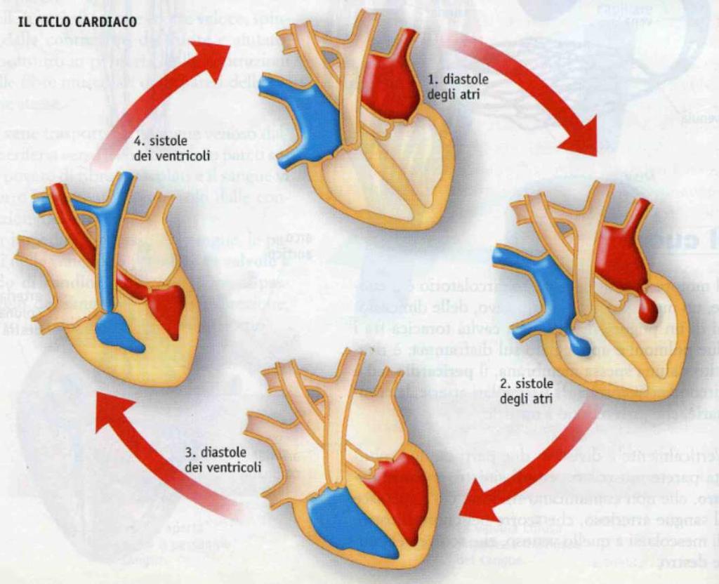 Il ciclo cardiaco è il responsabile della circolazione sanguigna, cioè dell'intero percorso che il sangue compie attraversando tutto il corpo.