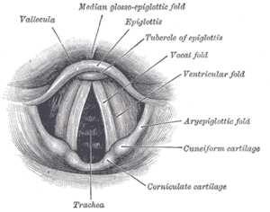 L'epiglottide, una cartilagine che chiude l'apertura della laringe quando inghiottiamo il cibo, consente il