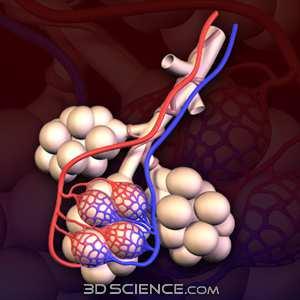 I polmoni sono due organi situati nel torace e appoggiati al diaframma, il muscolo che separa il torace dall'addome.
