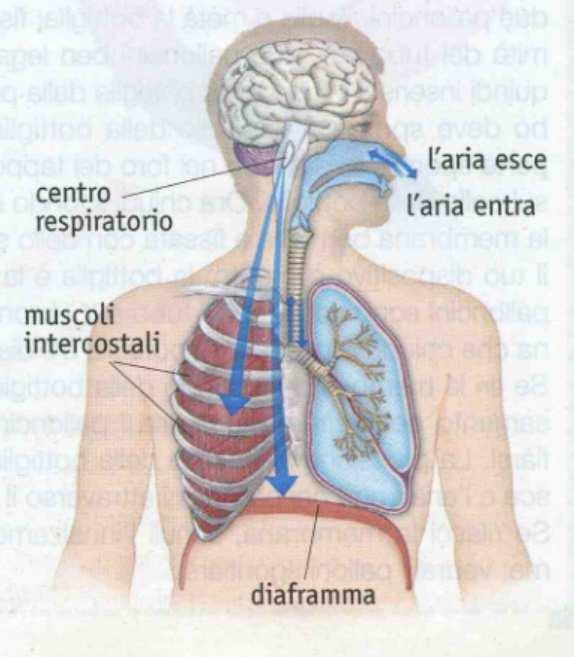 Esternamente i polmoni sono avvolti da una membrana, la pleura, formata da due strati: uno aderente ai polmoni e l'altro alla cavità toracica.