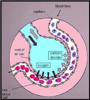 Al contrario, l'anidride carbonica, presente in maggiore quantità nei vasi sanguigni, passa per diffusione negli alveoli e da qui, con l'espirazione, viene espulsa