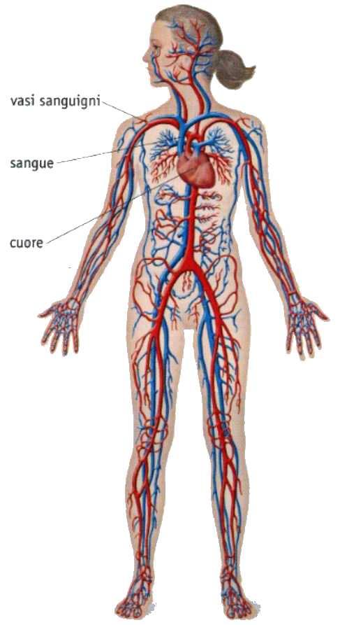 L APPARATO CIRCOLATORIO L'apparato circolatorio è formato dal sangue, dai vasi sanguigni e dal cuore, che rappresentano rispettivamente il mezzo di trasporto, la rete di percorrenza e il motore della