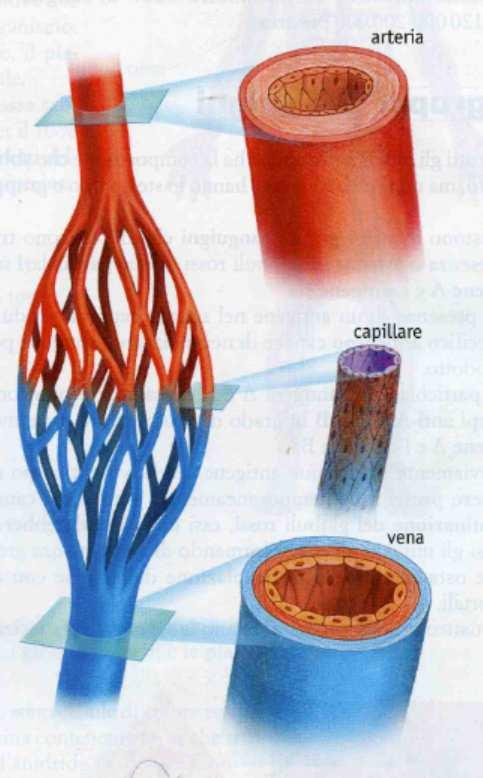 Le vene trasportano il sangue venoso dalla periferia verso il cuore. Le loro pareti sono povere di fibre muscolari e il sangue vi scorre lentamente, spinto solo dalle contrazioni del cuore.