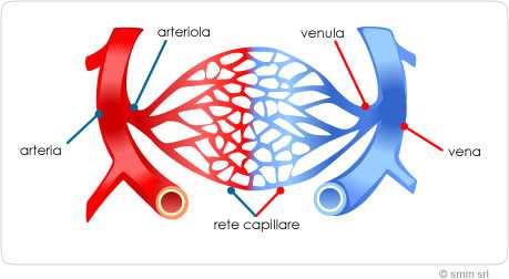ritorno. I capillari sono vasi molto sottili infatti hanno pareti costituite da un unico strato di cellule!