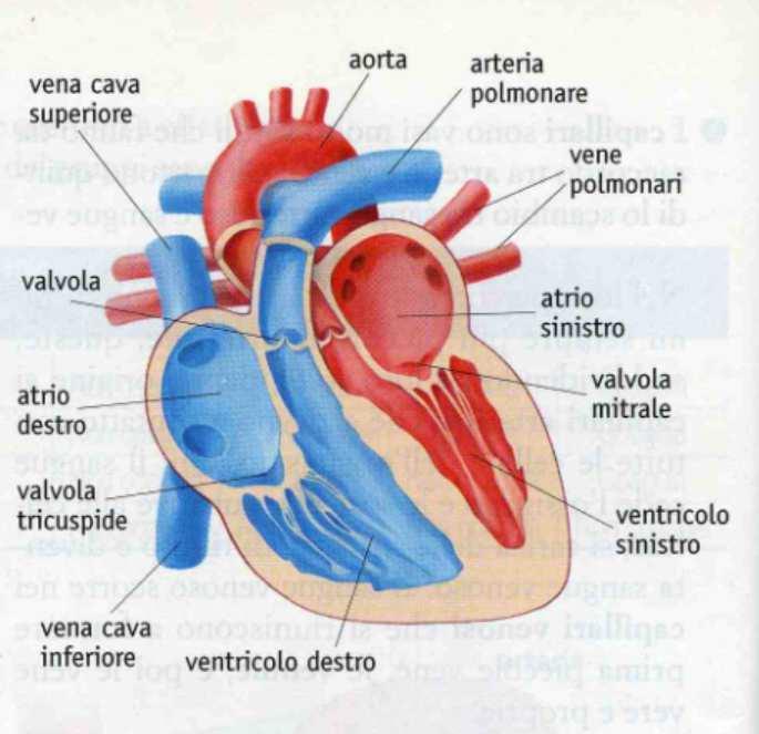 Il motore di tutto l'apparato circolatorio è il cuore, un muscolo involontario cavo, delle dimensioni di un pugno, situato nella cavità toracica fra i due polmoni e appoggiato sul diaframma; è