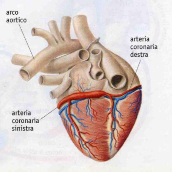 Verticalmente è diviso in due parti da una robusta parete muscolare: cuore sinistro e cuore destro, che non comunicano fra loro; ciò impedisce al sangue arterioso, che scorre nel cuore sinistro, di
