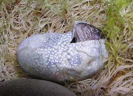 HANNO LA PELLE RICOPERTA DA SQUAME CHE COME GLI ANFIBI, CADONO IN IBERNAZIONE, UNA SPECIE DI LETARGO.