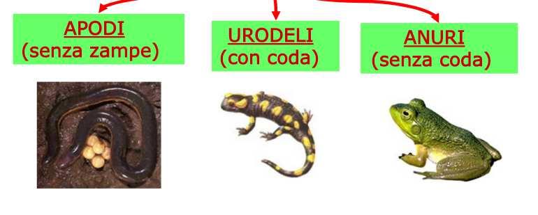 LE TARTARUGHE (ANIMALI ACQUATICI) E LE TESTUGGINI (ANIMALI TERRESTRI) SONO RETTILI CHE HANNO