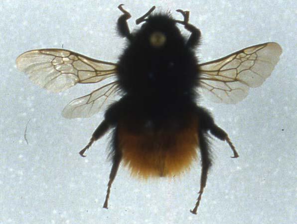 Bombus