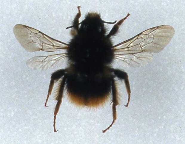 Bombus