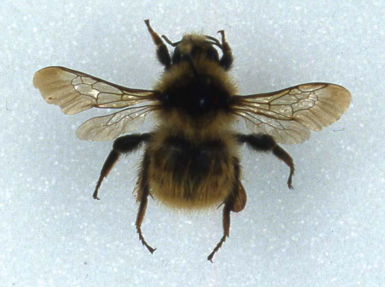 Bombus