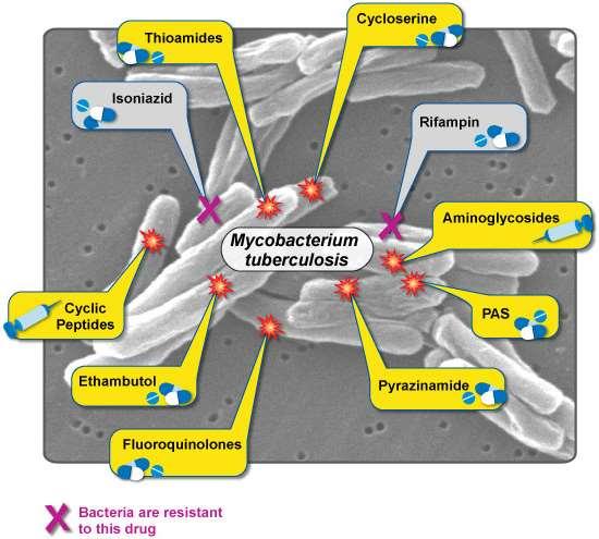 Multidrug-Resistant Tuberculosis (MDR TB) and Possible Effective Treatments Cicloserina Etionamide Levofloxacina Moxifloxacina