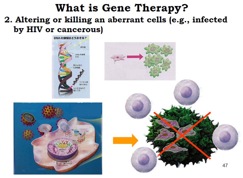 Alterazione o uccisione di cellule aberranti (es. cellule infette da virus o tumorali) Cos è la terapia genica E suddivisibile in tre categorie: 1.