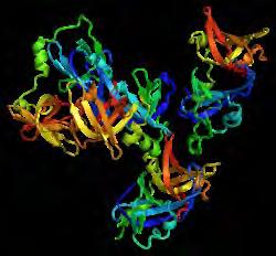 IFI16 Interferon-γ inducible protein Healthy organism express it in