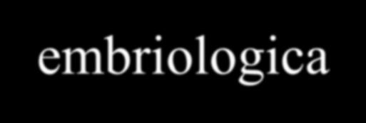 Osteoblasti e condrociti hanno la stessa origine embriologica dal tessuto mesenchimale Cellula staminale mesenchimale Fibroblasta