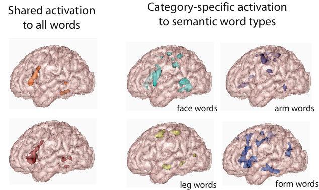 neuroimmagini: PET ed fmri PET e fmri forniscono informazioni sulle FUNZIONI del cervello Aree attivate del cervello: bruciano più energia (ossigeno e glucosio).