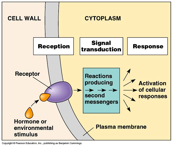 Per meccanismo d azione di un ormone s intende l insieme dei processi molecolari attraverso i quali le cellule bersaglio percepiscono il segnale chimico